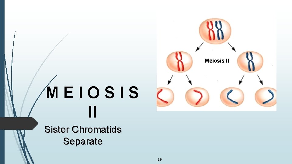 Meiosis II MEIOSIS II Sister Chromatids Separate 29 