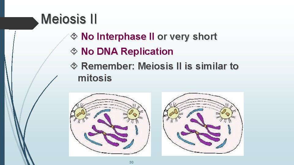 Meiosis II No Interphase II or very short No DNA Replication Remember: Meiosis II