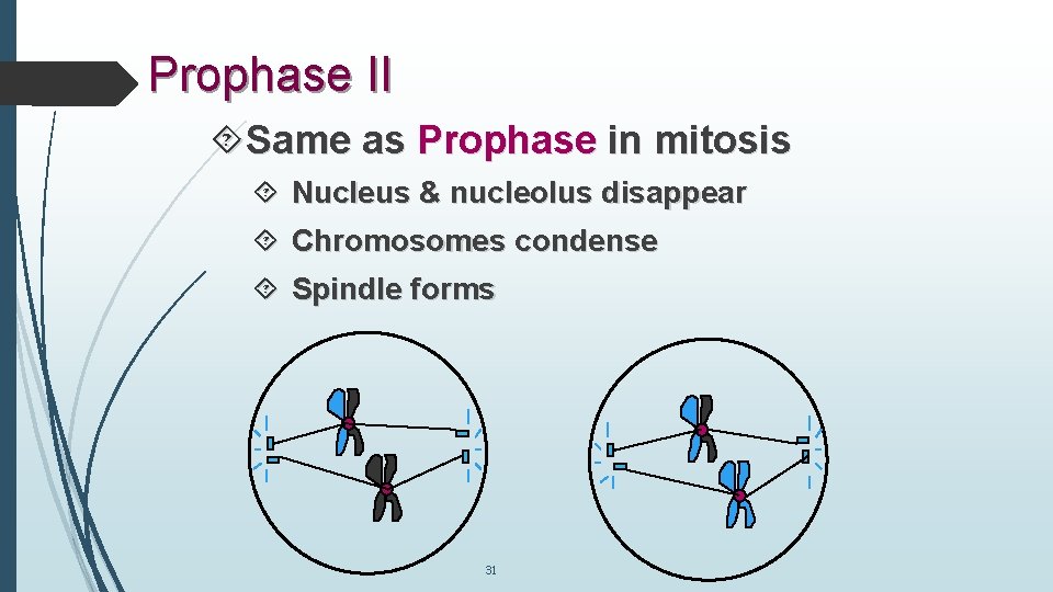 Prophase II Same as Prophase in mitosis Nucleus & nucleolus disappear Chromosomes condense Spindle