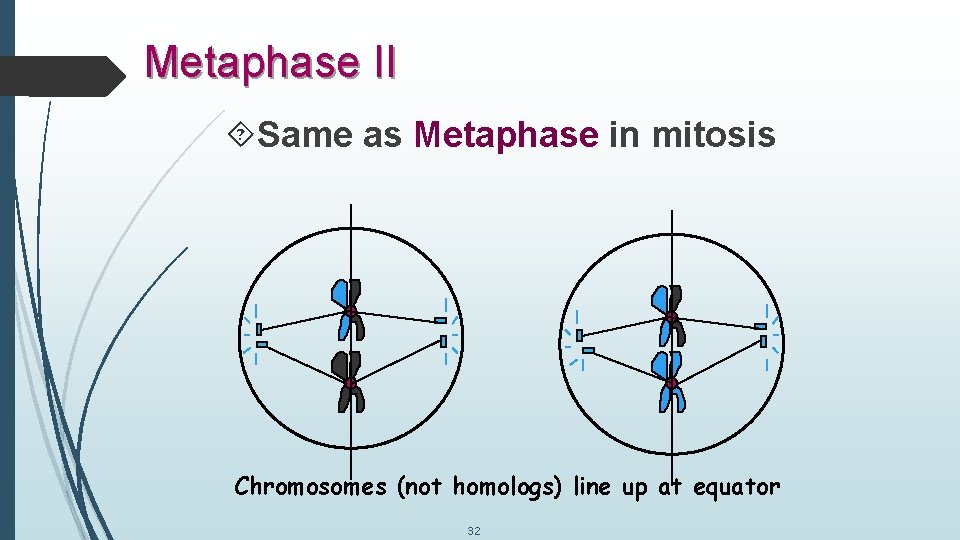 Metaphase II Same as Metaphase in mitosis Chromosomes (not homologs) line up at equator
