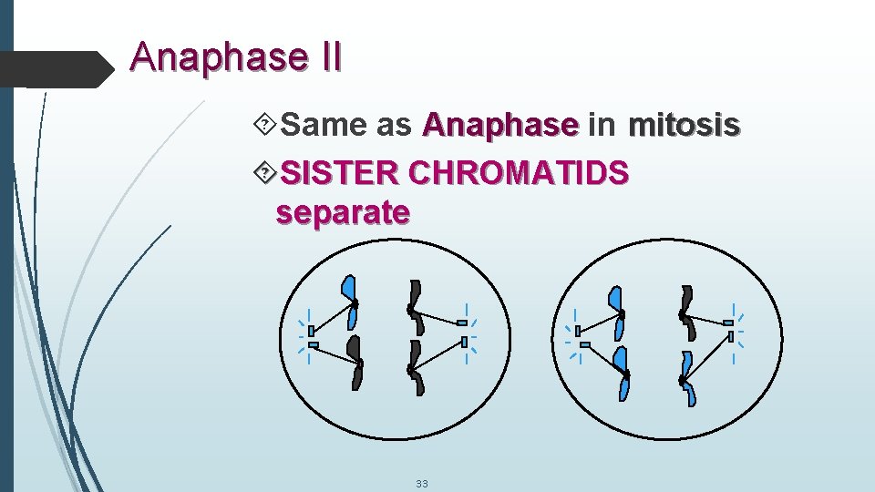 Anaphase II Same as Anaphase in mitosis SISTER CHROMATIDS separate 33 