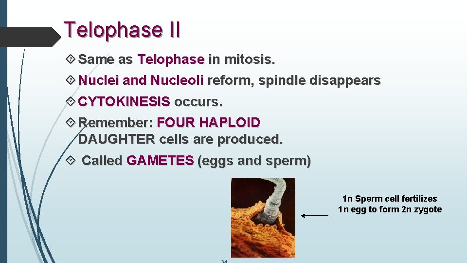 Telophase II Same as Telophase in mitosis. Nuclei and Nucleoli reform, spindle disappears CYTOKINESIS