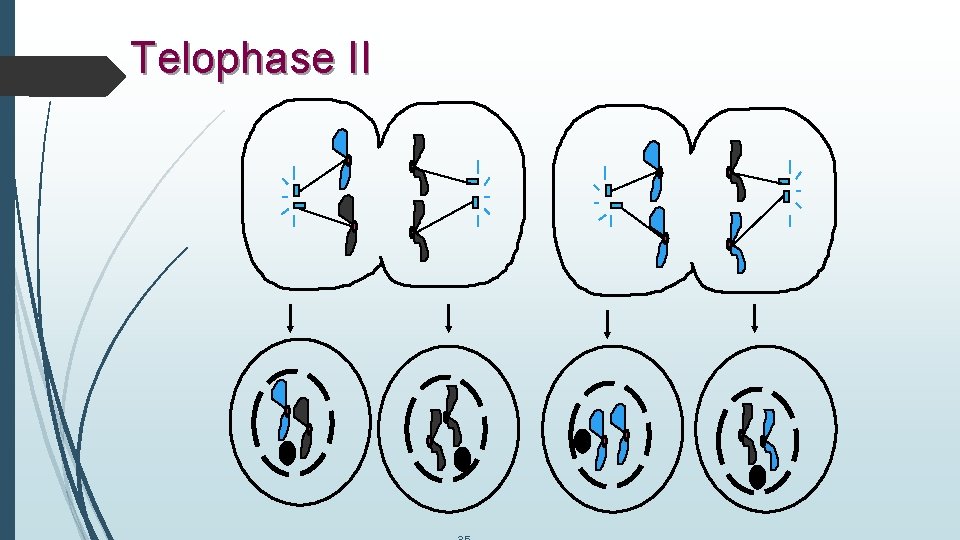 Telophase II 
