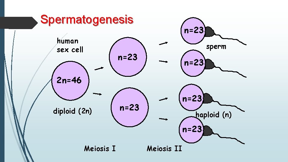Spermatogenesis human sex cell n=23 sperm n=23 2 n=46 diploid (2 n) n=23 haploid