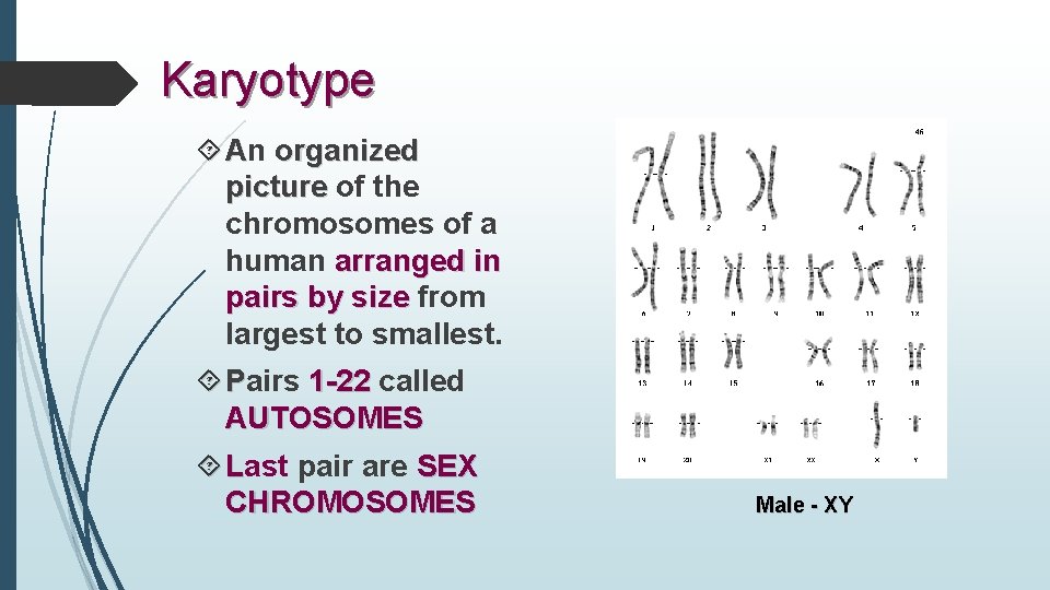Karyotype An organized picture of the chromosomes of a human arranged in pairs by