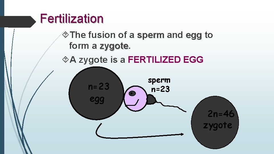 Fertilization The fusion of a sperm and egg to form a zygote A zygote