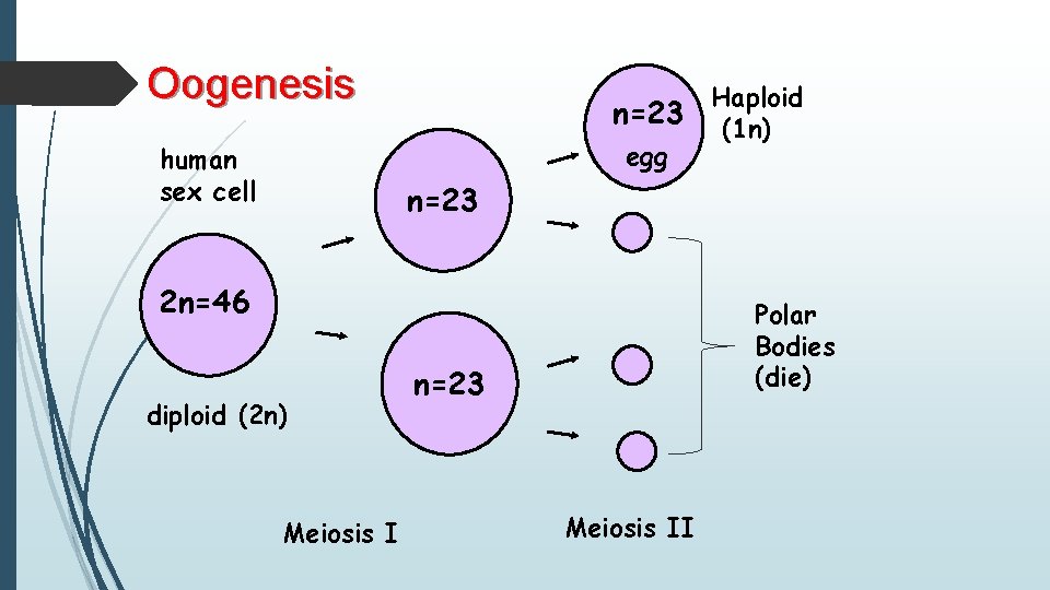 Oogenesis n=23 egg human sex cell Haploid (1 n) n=23 2 n=46 diploid (2