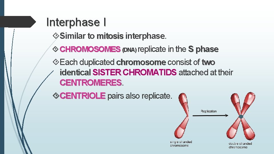 Interphase I Similar to mitosis interphase. CHROMOSOMES (DNA) replicate in the S phase Each