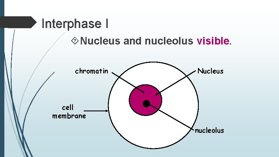 Interphase I Nucleus and nucleolus visible. chromatin Nucleus cell membrane nucleolus 
