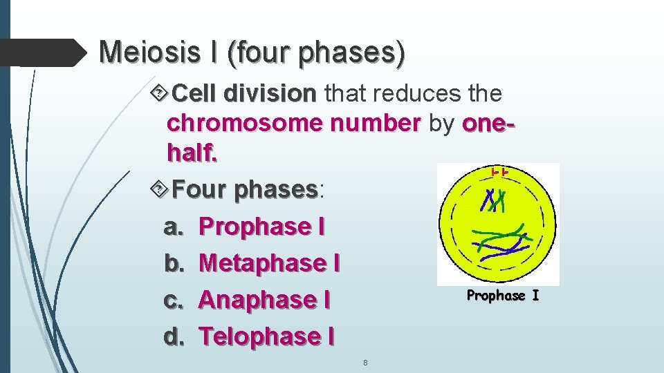 Meiosis I (four phases) Cell division that reduces the chromosome number by onehalf. Four