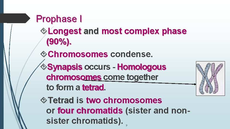 Prophase I Longest and most complex phase (90%). Chromosomes condense. Synapsis occurs - Homologous