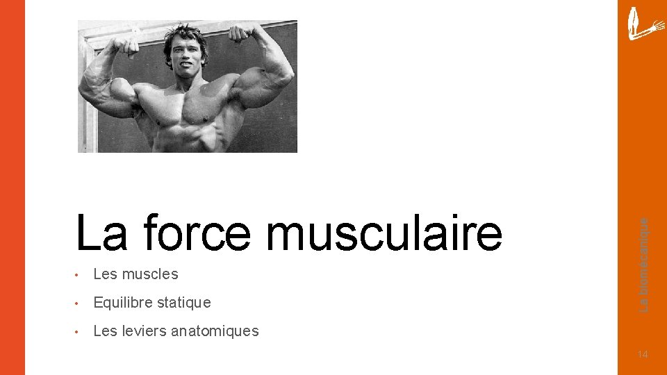 • Les muscles • Equilibre statique • Les leviers anatomiques La biomécanique La