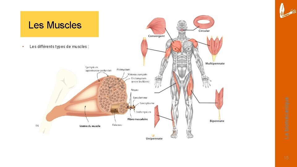 Les Muscles Les différents types de muscles : La biomécanique • 15 