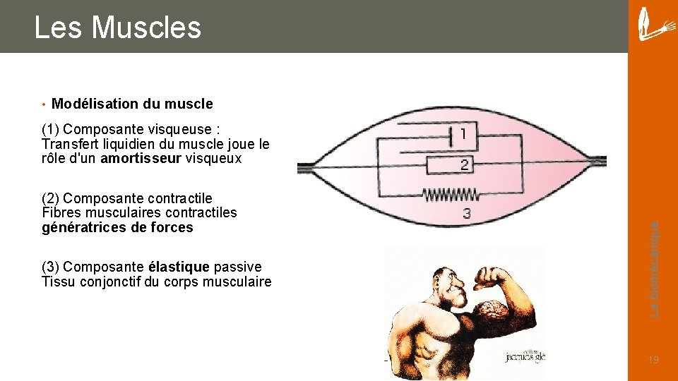 Les Muscles • Modélisation du muscle (2) Composante contractile Fibres musculaires contractiles génératrices de