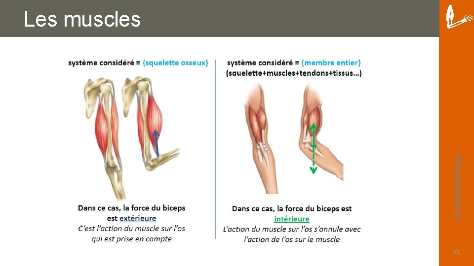 La biomécanique Les muscles 20 