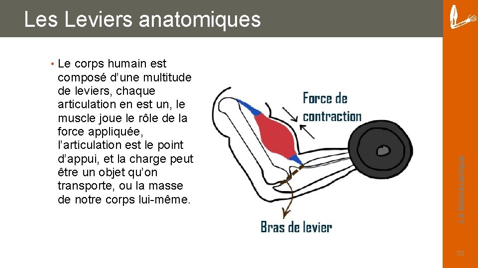  • Le corps humain est composé d’une multitude de leviers, chaque articulation en