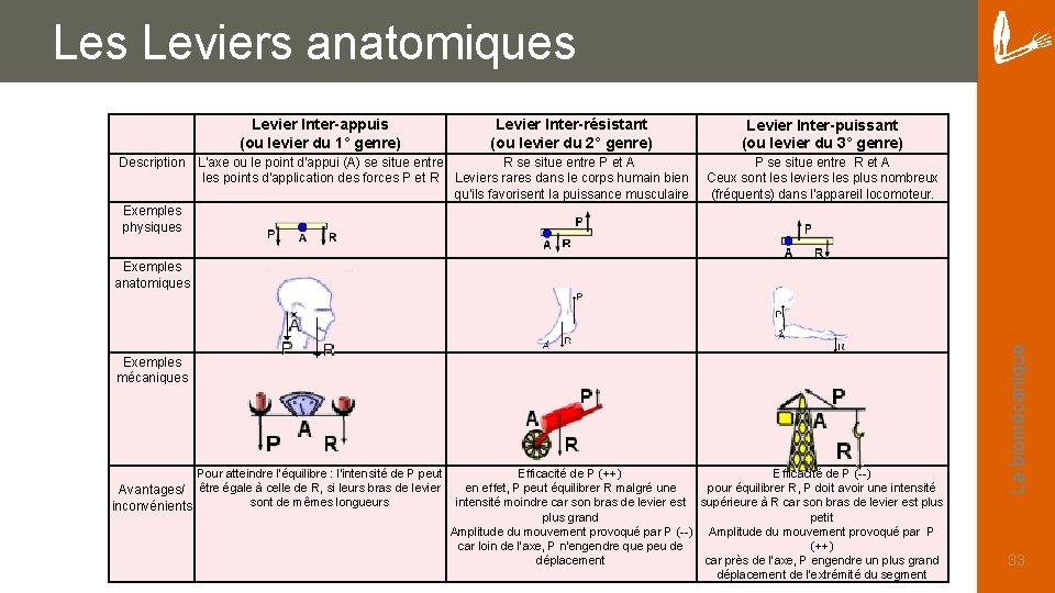Les Leviers anatomiques Levier Inter-appuis (ou levier du 1° genre) Levier Inter-résistant (ou levier