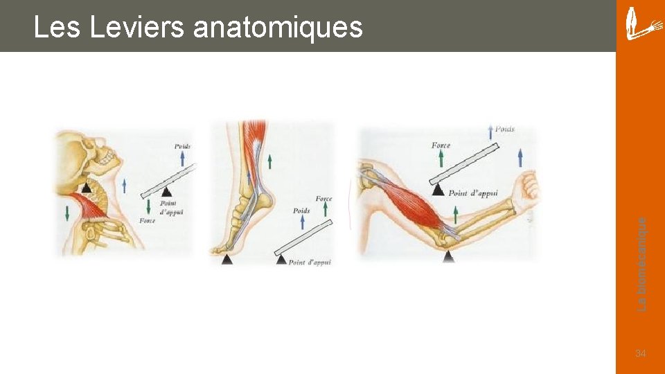 La biomécanique Les Leviers anatomiques 34 