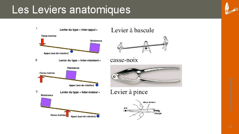 La biomécanique Les Leviers anatomiques 35 