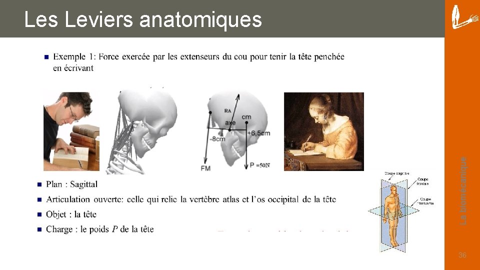 La biomécanique Les Leviers anatomiques 36 