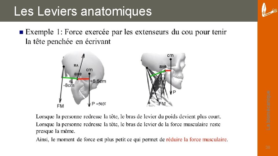 La biomécanique Les Leviers anatomiques 38 