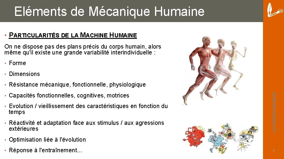 Eléments de Mécanique Humaine • PARTICULARITÉS DE LA MACHINE HUMAINE • Forme • Dimensions