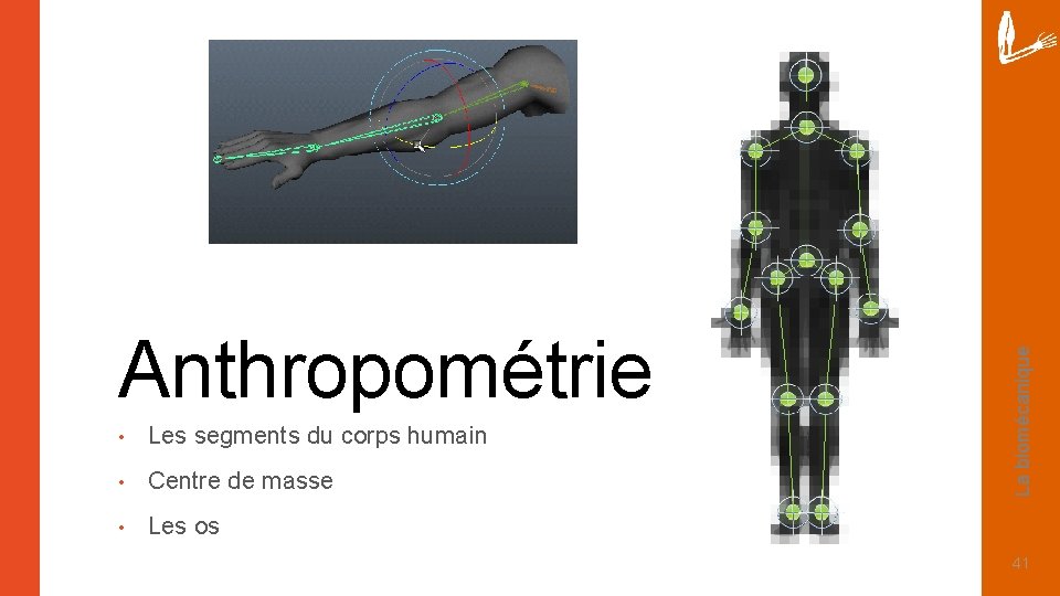 • Les segments du corps humain • Centre de masse • Les os