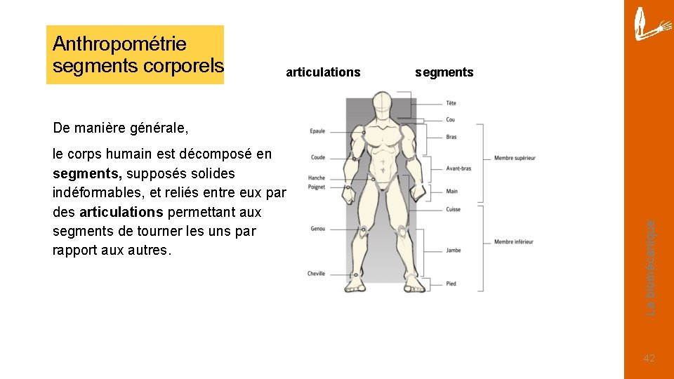 Anthropométrie segments corporels articulations segments le corps humain est décomposé en segments, supposés solides