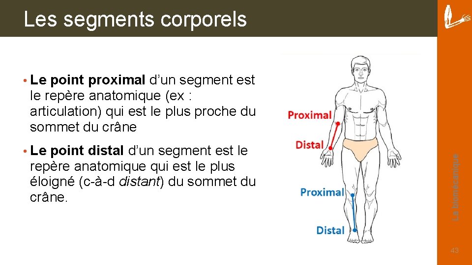 Les segments corporels point proximal d’un segment est le repère anatomique (ex : articulation)