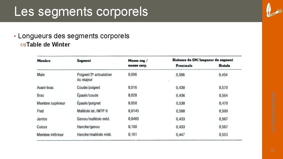 Les segments corporels Longueurs des segments corporels Table de Winter La biomécanique • 44