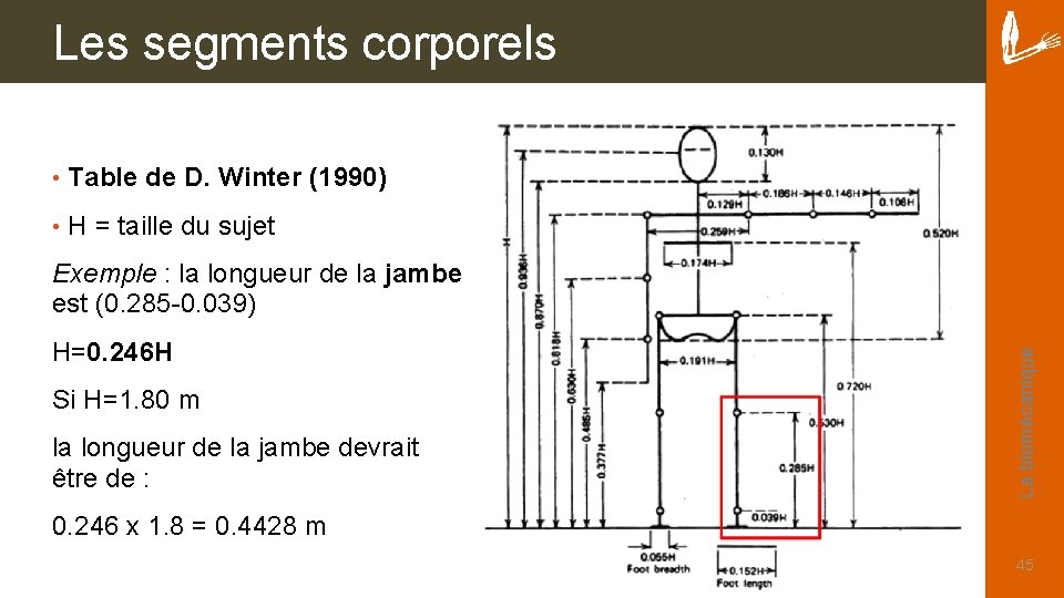 Les segments corporels • Table de D. Winter (1990) • H = taille du