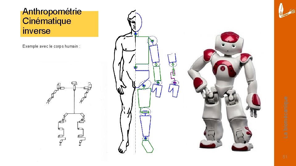 Anthropométrie Cinématique inverse La biomécanique Exemple avec le corps humain : 51 