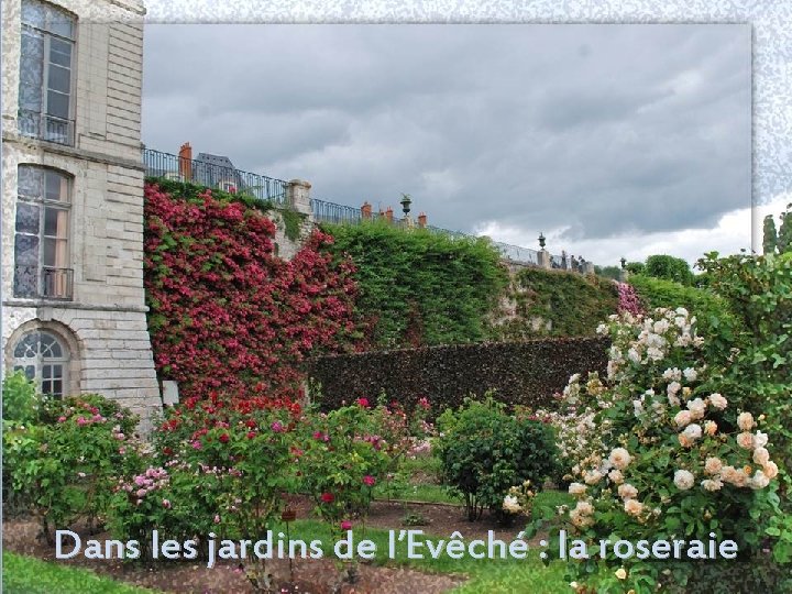 Dans les jardins de l’Evêché : la roseraie 