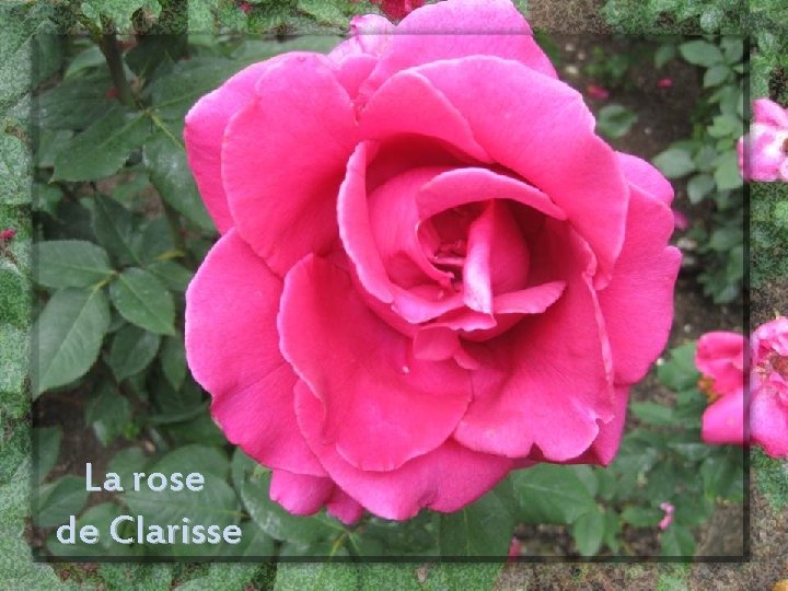 La rose de Clarisse 