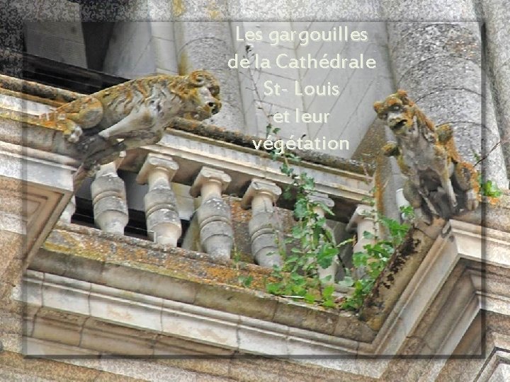 Les gargouilles de la Cathédrale St- Louis et leur végétation 