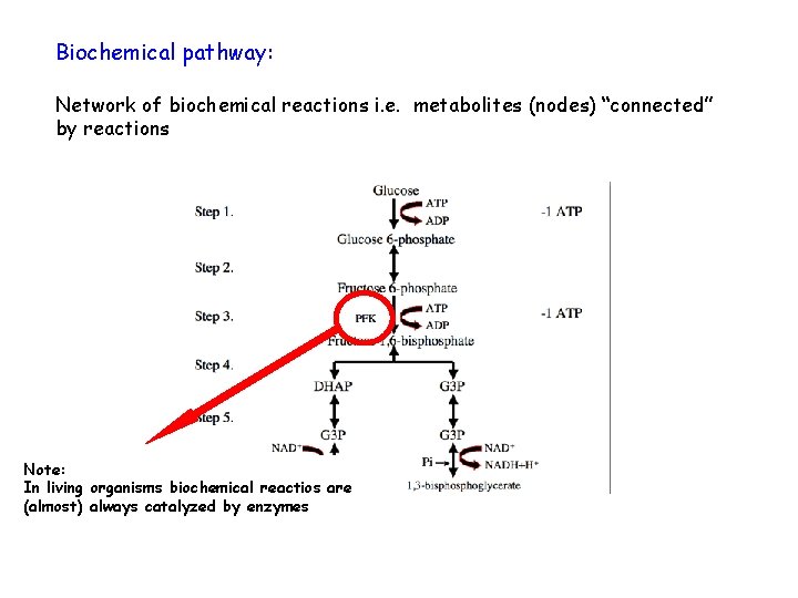 Biochemical pathway: Network of biochemical reactions i. e. metabolites (nodes) “connected” by reactions Note: