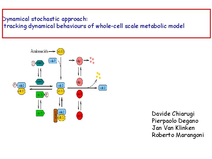 Dynamical stochastic approach: tracking dynamical behaviours of whole-cell scale metabolic model Davide Chiarugi Pierpaolo