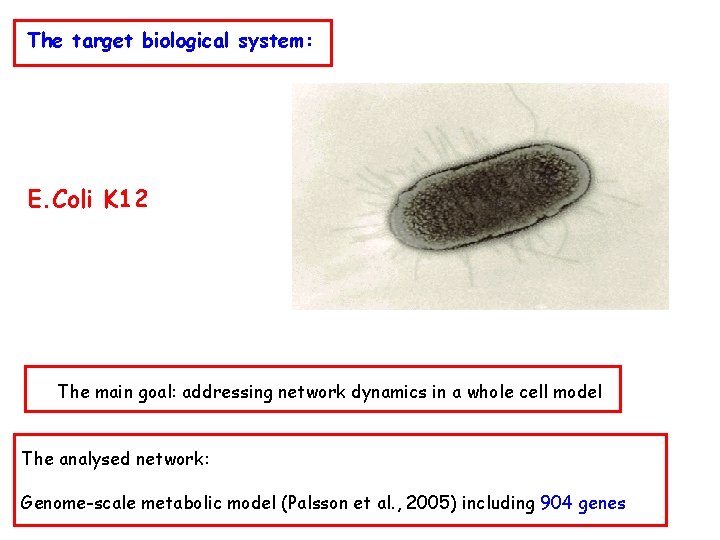 The target biological system: E. Coli K 12 The main goal: addressing network dynamics