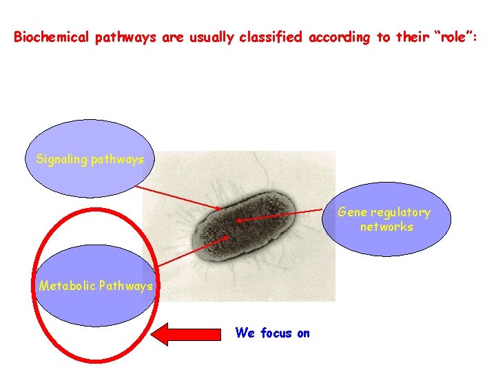 Biochemical pathways are usually classified according to their “role”: Signaling pathways Gene regulatory networks