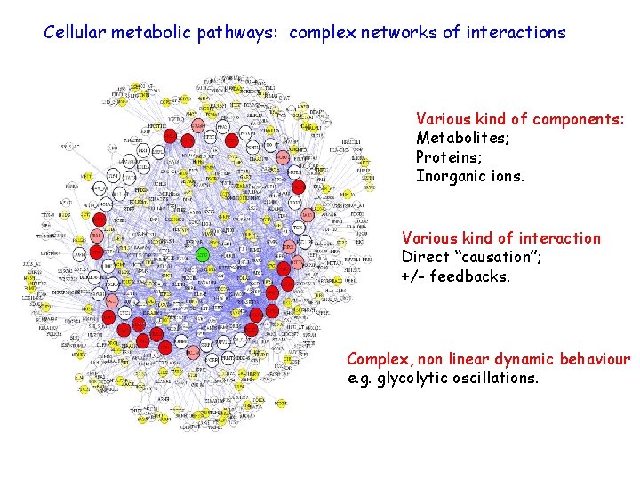 Cellular metabolic pathways: complex networks of interactions Various kind of components: Metabolites; Proteins; Inorganic
