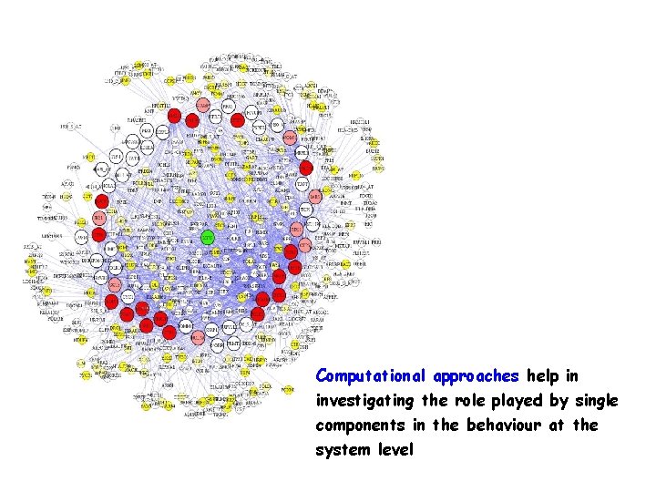 Computational approaches help in investigating the role played by single components in the behaviour