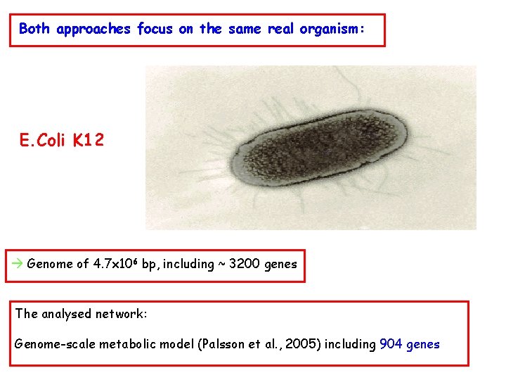 Both approaches focus on the same real organism: E. Coli K 12 Genome of