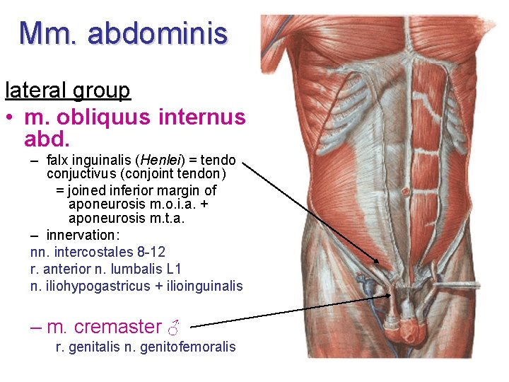 Mm. abdominis lateral group • m. obliquus internus abd. – falx inguinalis (Henlei) =