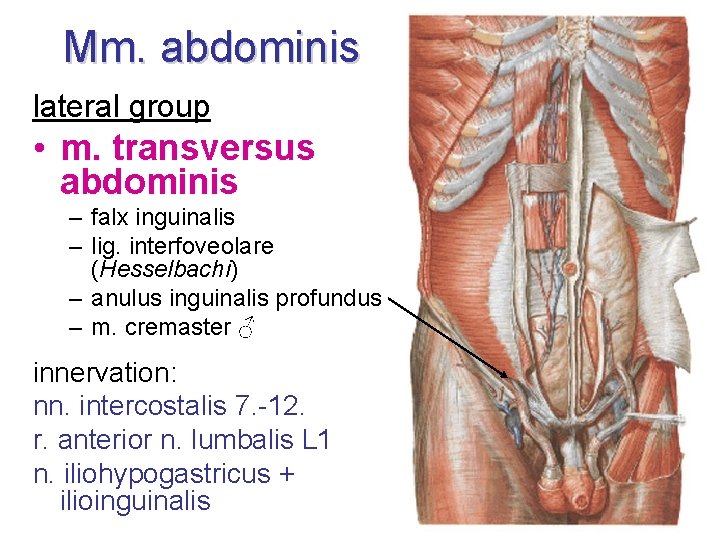 Mm. abdominis lateral group • m. transversus abdominis – falx inguinalis – lig. interfoveolare