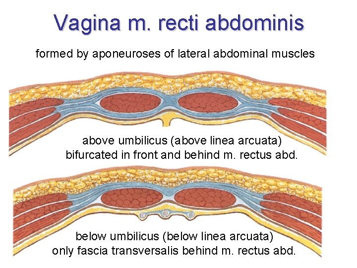 Vagina m. recti abdominis formed by aponeuroses of lateral abdominal muscles above umbilicus (above