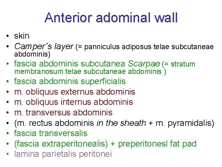 Anterior adominal wall • skin • Camper´s layer (= panniculus adiposus telae subcutaneae abdominis)