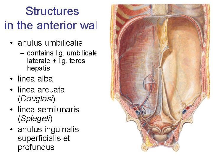 Structures in the anterior wall • anulus umbilicalis – contains lig. umbilicale laterale +