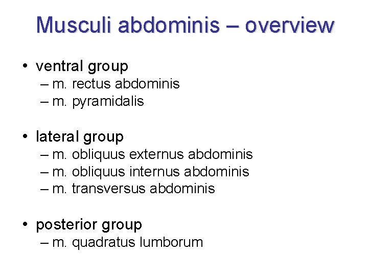 Musculi abdominis – overview • ventral group – m. rectus abdominis – m. pyramidalis
