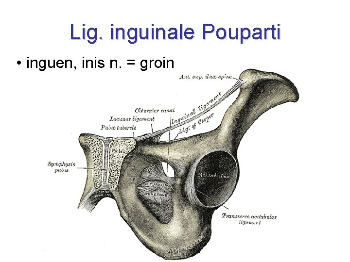 Lig. inguinale Pouparti • inguen, inis n. = groin 