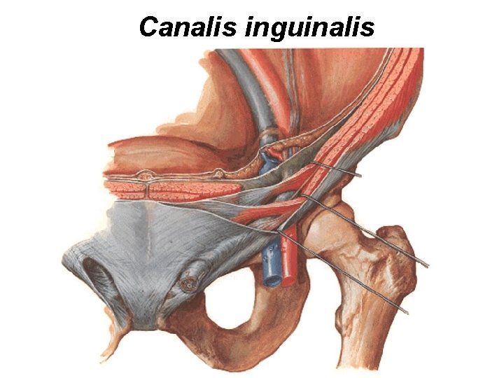 Canalis inguinalis 